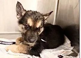 A baby medium-sized male German Shepherd Dog dog named Gibson for adoption in Houston, TX