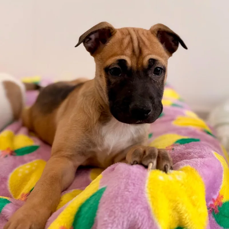 Woodruff thumbnail 4