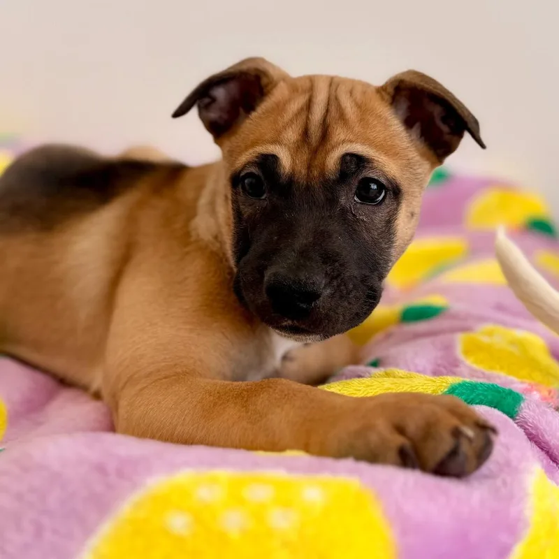 Woodruff thumbnail 6