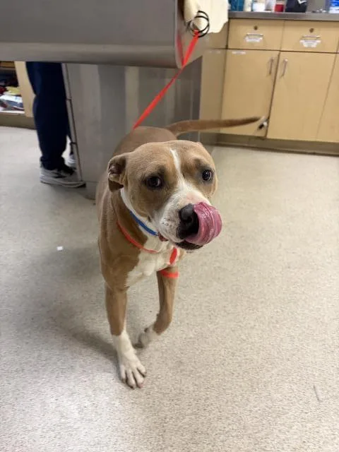 A young medium-sized male Pit Bull Terrier dog named Scott for adoption in Riverside, CA