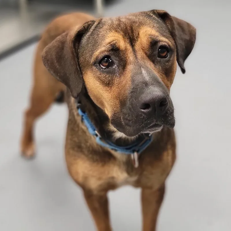 An adult medium-sized female Brown / Chocolate Mixed Breed dog named Dumplin' for adoption in Sarasota, FL