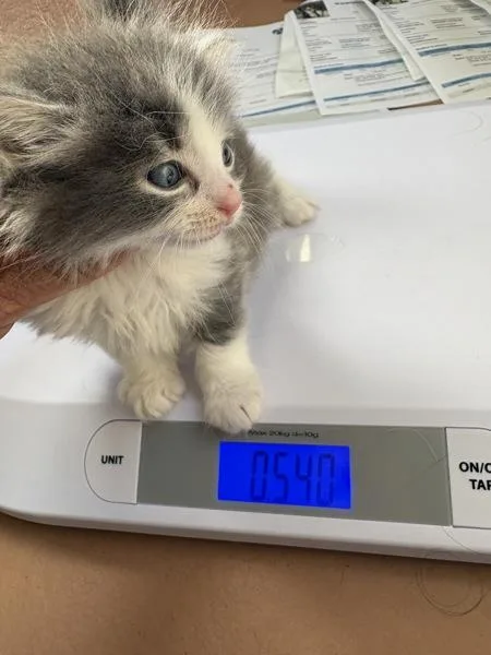 A baby small-sized male Domestic Short Hair cat named Moo Moo for adoption in Kennewick, WA