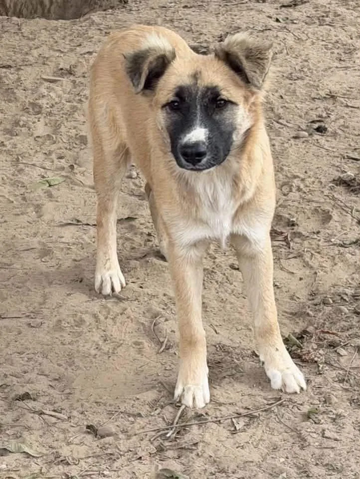 A young large-sized male Tricolor (Brown, Black, & White) Anatolian Shepherd dog named Johnny for adoption in Calera, AL