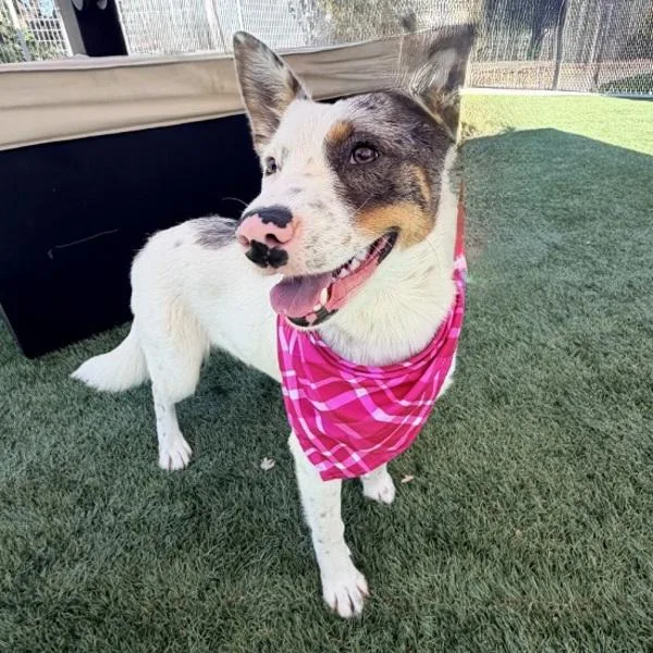A young medium-sized female Border Collie dog named Yolo for adoption in Walnut Creek, CA