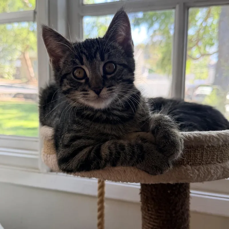 A baby small-sized female Brown / Chocolate Domestic Short Hair cat named Aerie for adoption in Los Angeles, CA