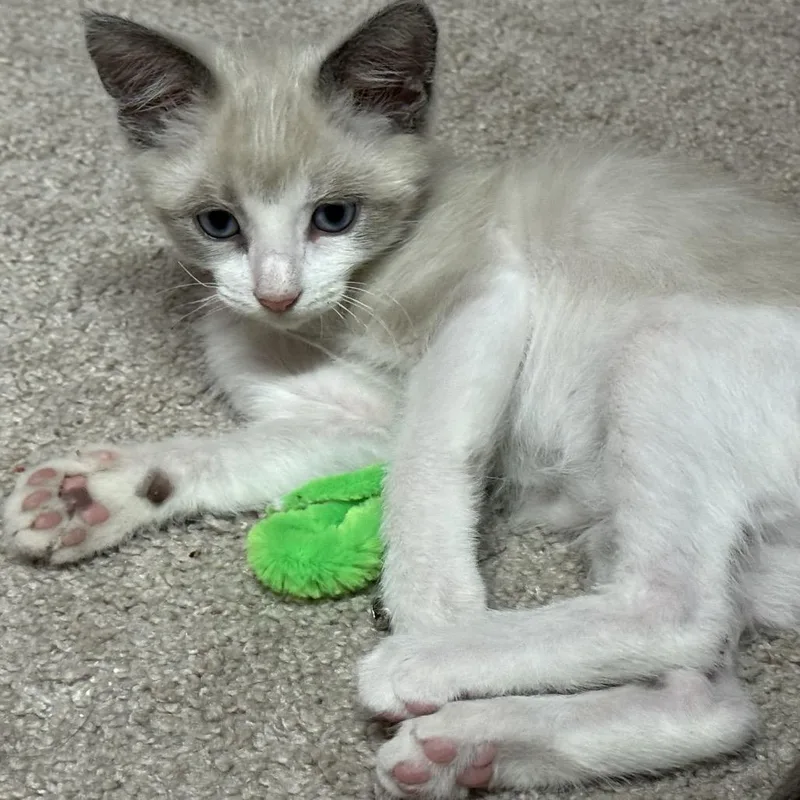 A baby small-sized male Brown / Chocolate Snowshoe cat named Harvey for adoption in North Port, FL