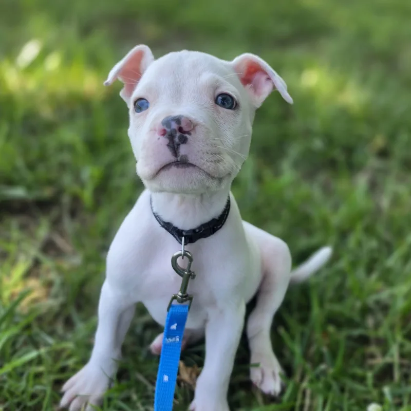Rocko
