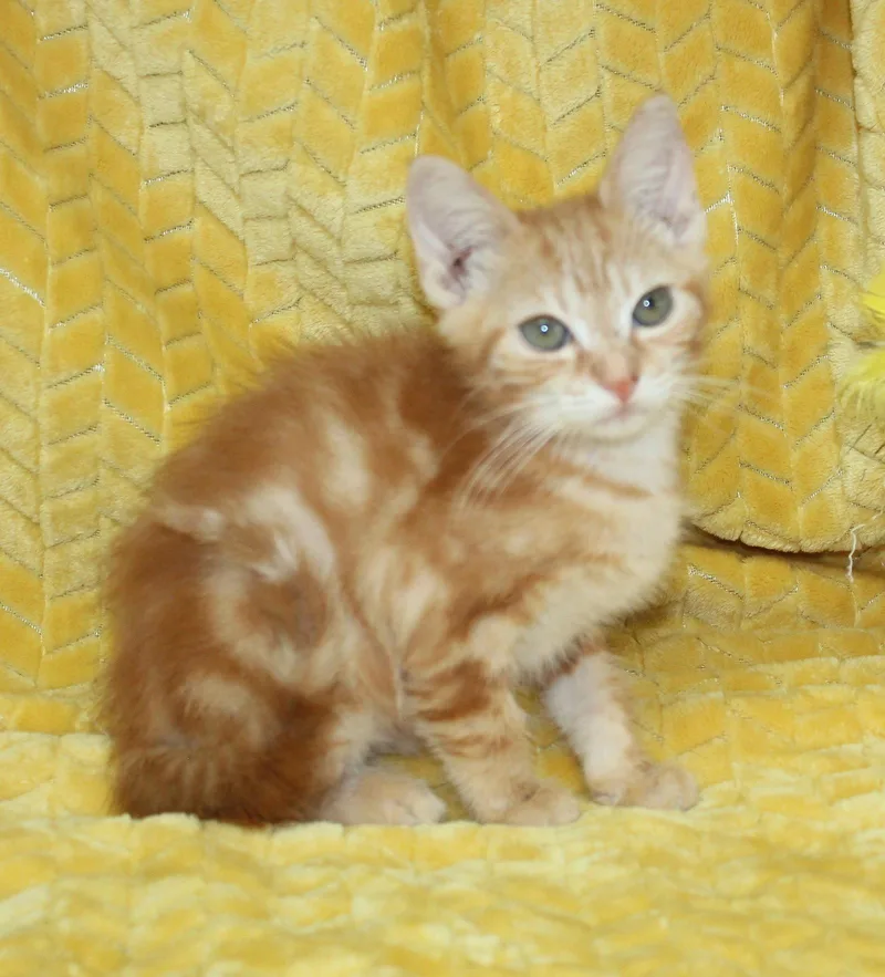 A baby medium-sized male Orange / Red Domestic Short Hair cat named Harry for adoption in Prattville, AL