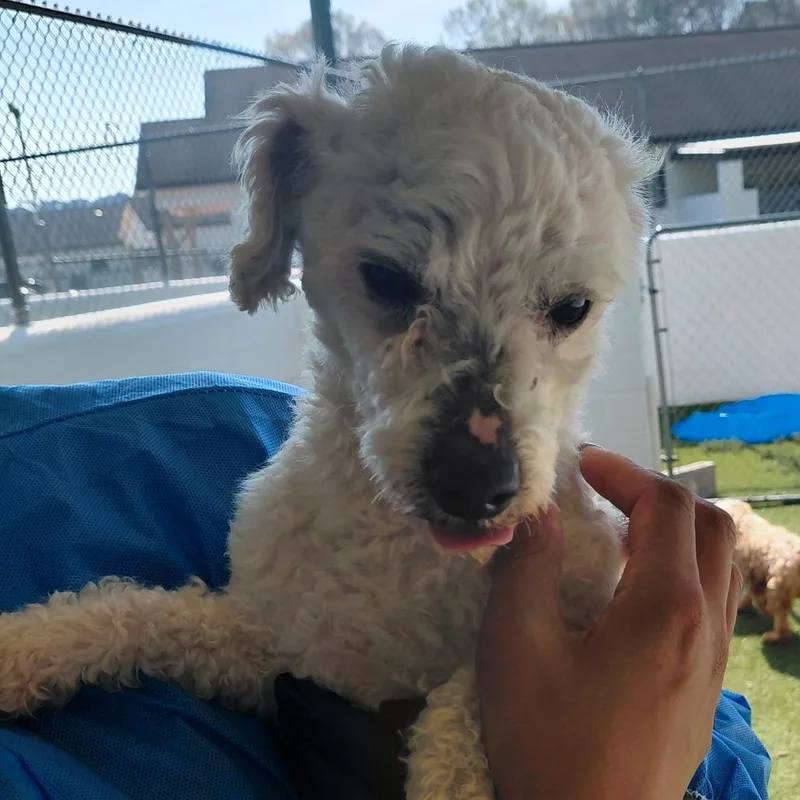 A senior small-sized male White / Cream Mixed Breed dog named Johnny for adoption in LOXAHATCHEE, FL