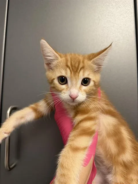 A baby small-sized female Domestic Short Hair cat named Sansa for adoption in Ontario, CA