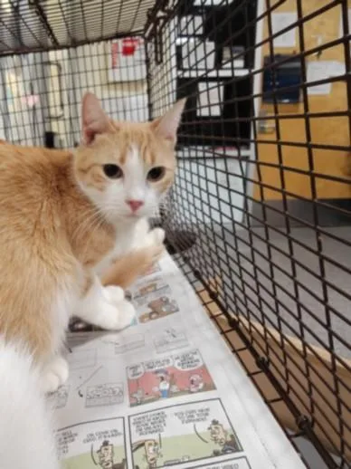 An adult large-sized female Domestic Short Hair cat named Apricot for adoption in Los Angeles, CA