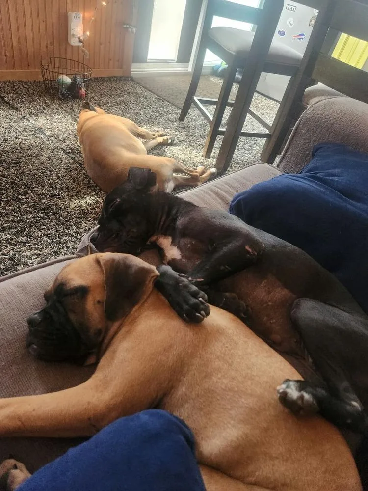 A baby small-sized female Brown / Chocolate Boxer dog named Rita for adoption in Amherst, NY