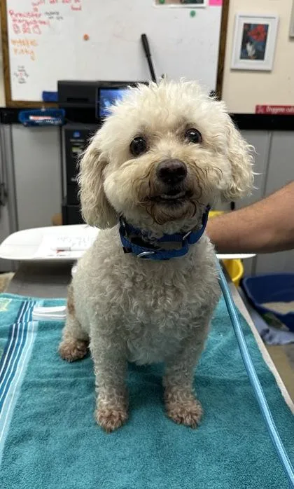 An adult small-sized male Bichon Frise dog named Lincoln for adoption in Palm Coast, FL