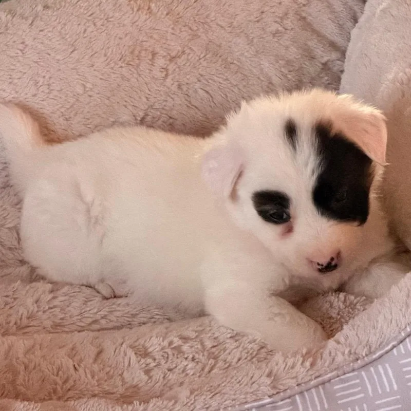 A baby small-sized female White / Cream Mixed Breed dog named Gallimimus for adoption in Buffalo, MN