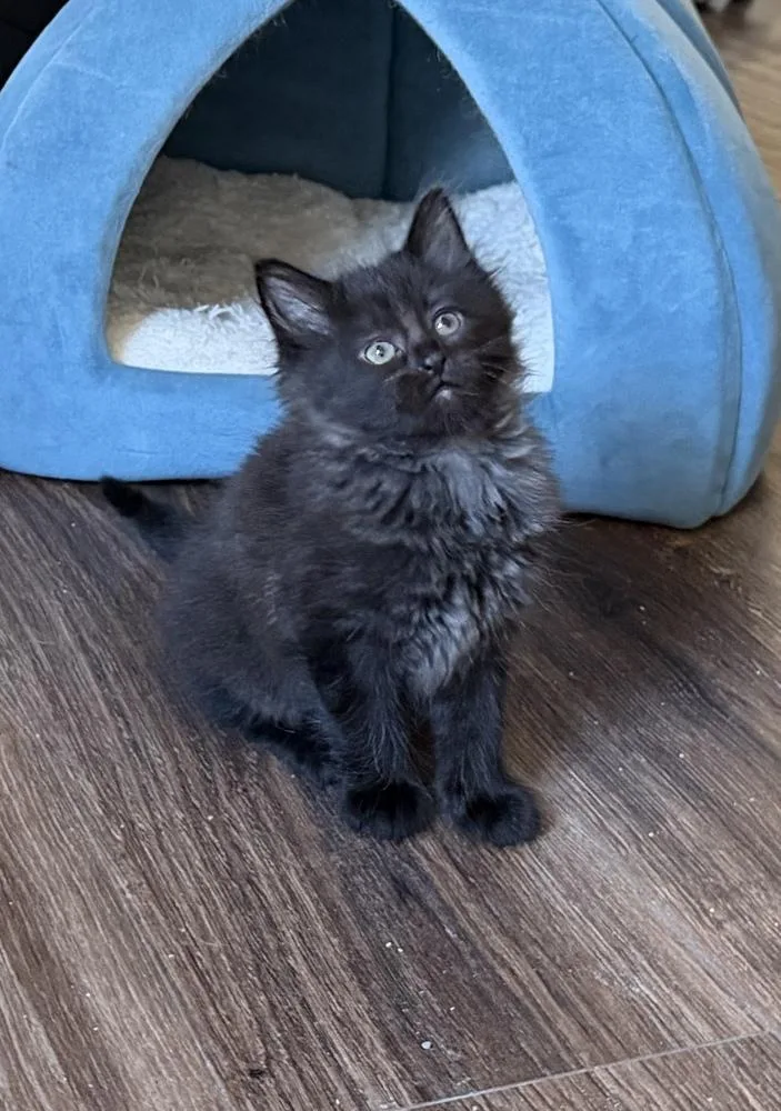 A baby medium-sized male Black Domestic Long Hair cat named Rascal for adoption in Richardson, TX