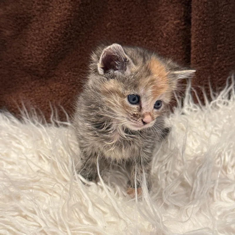 A baby medium-sized female Calico Domestic Short Hair cat named Evie for adoption in Johnson City, TN