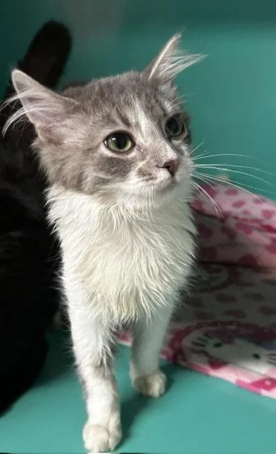 A young medium-sized female Domestic Medium Hair cat named Cardi B mo for adoption in Sterling, MA
