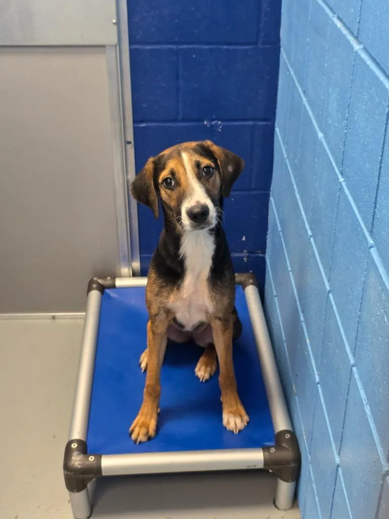 A young medium-sized female Hound dog named Jazmine for adoption in Hartsville, SC