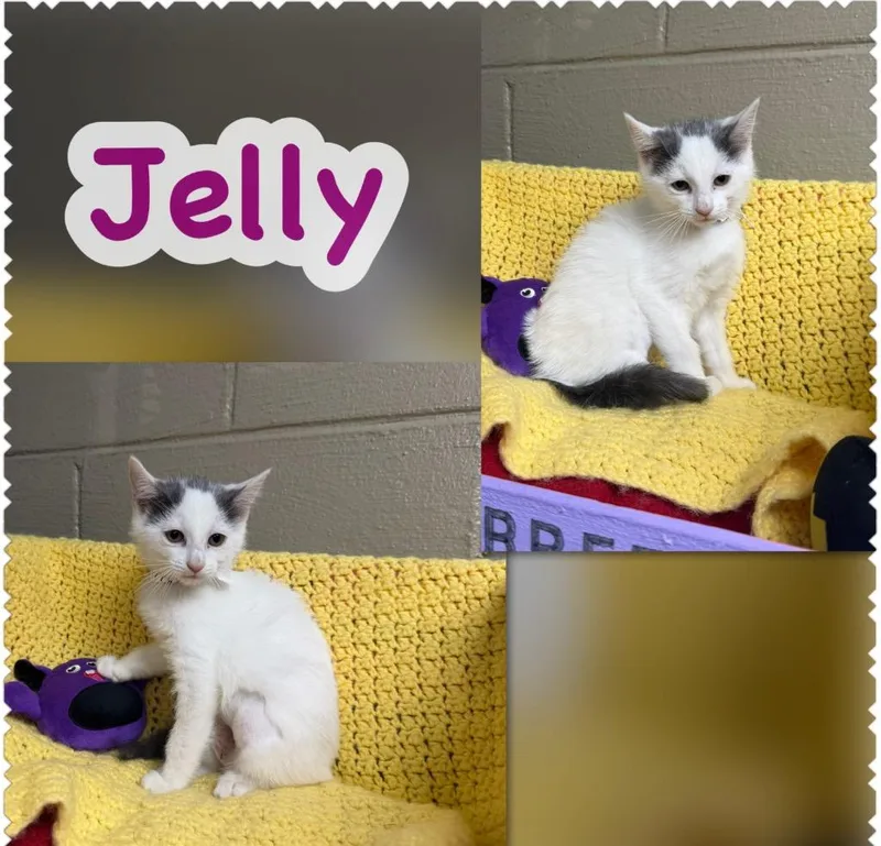 A baby small-sized female Domestic Short Hair cat named Jelly for adoption in Blountville, TN