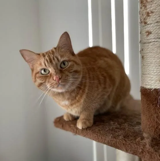 Tiger Lily thumbnail 2