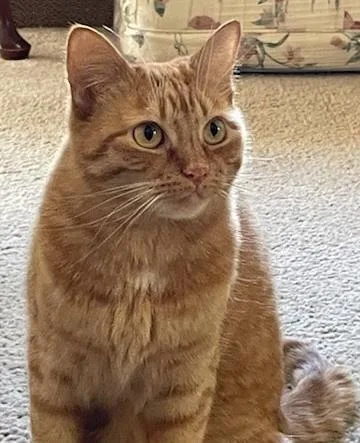 Tiger Lily thumbnail 3