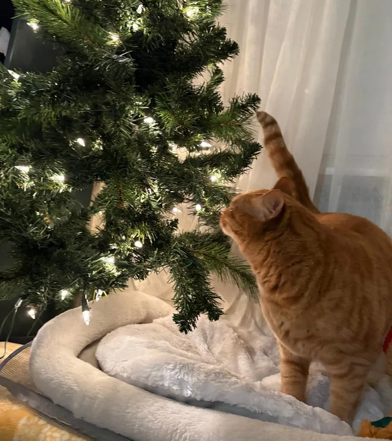 Tiger Lily thumbnail 4