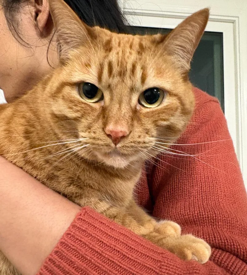 Tiger Lily thumbnail 7