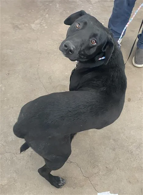 A young large-sized male Mixed Breed dog named Nightwing for adoption in Dallas, TX