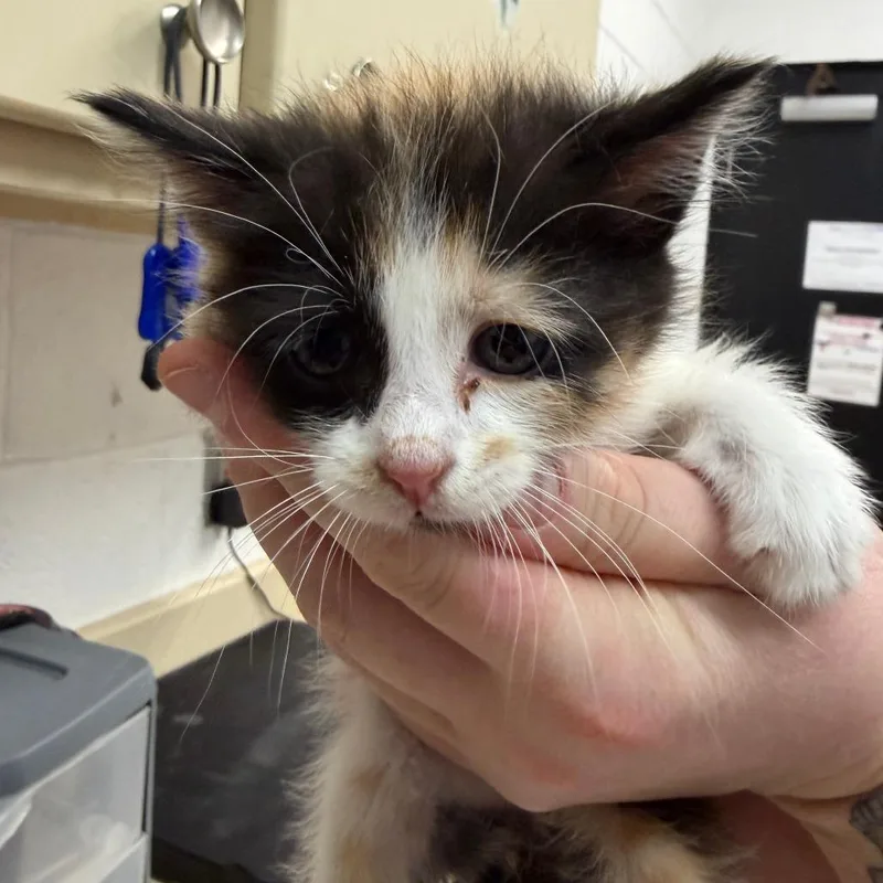 A baby small-sized female Black Domestic Short Hair cat named Ophelia for adoption in Ardmore, OK