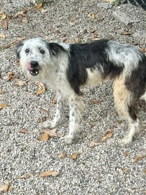 An adult medium-sized female Tricolor (Brown, Black, & White) Wire Fox Terrier dog named Dolly for adoption in Muskegon, MI