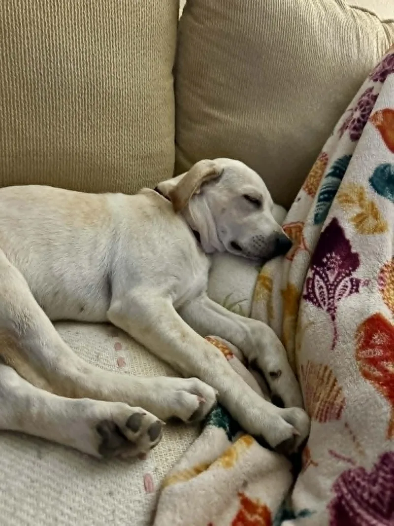 A baby medium-sized male White / Cream Labrador Retriever dog named Zeppelin for adoption in Gulfport, MS