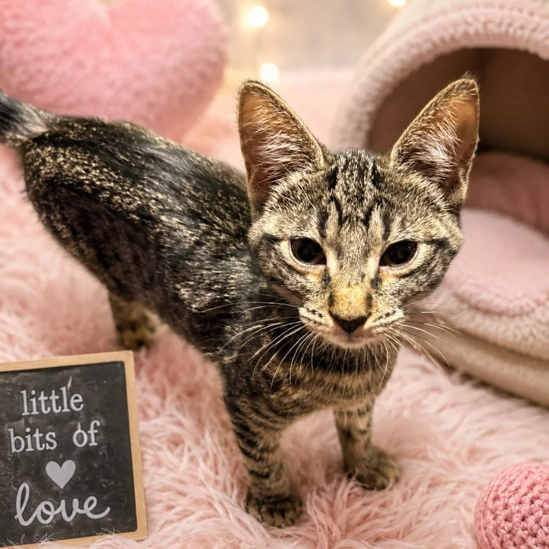 A baby small-sized female Black Domestic Short Hair cat named Muffin for adoption in Pittsburg, KS