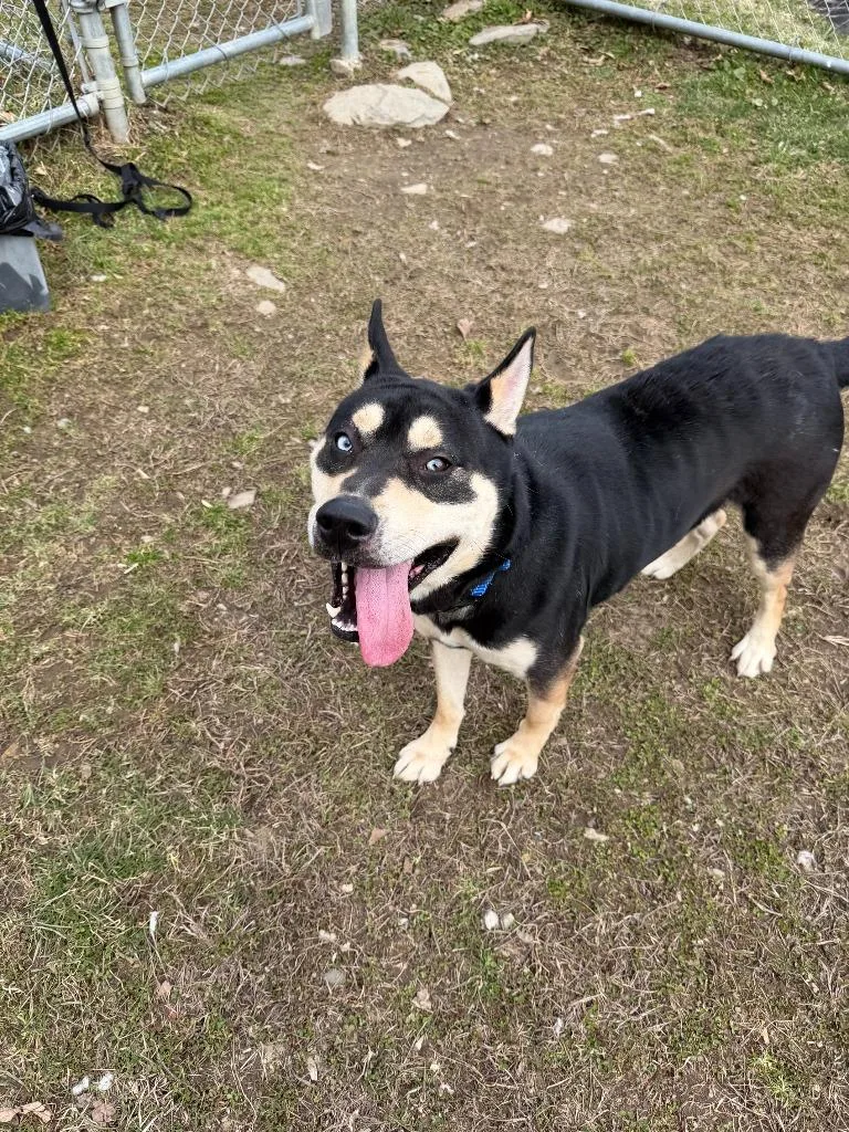 A young medium-sized male Mixed Breed dog named Rock Star for adoption in Hyde Park, NY