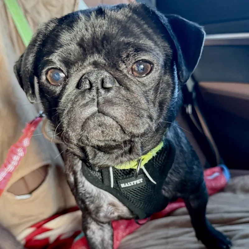 A young small-sized male Black Pug dog named Cosmo for adoption in Santa Monica, CA