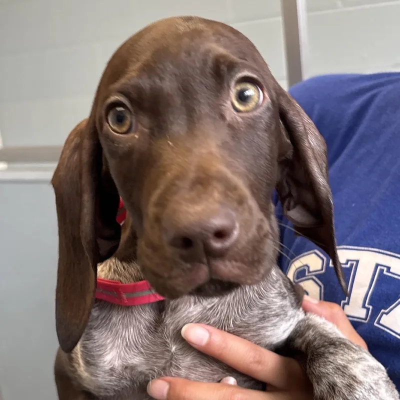 A baby small-sized male Brown / Chocolate German Shorthaired Pointer dog named Maple for adoption in Naperville, IL