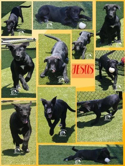 A baby small-sized male Shepherd dog named Jes`us Alexender for adoption in Kenansville, NC