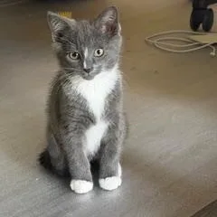 A baby medium-sized male Gray & White Domestic Short Hair cat named Norman for adoption in Richmond, VA