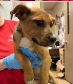 A baby medium-sized male Mixed Breed dog named Casper for adoption in West Chester, PA
