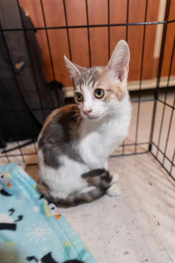 A young medium-sized female Domestic Short Hair cat named Taro for adoption in Bonsall, CA