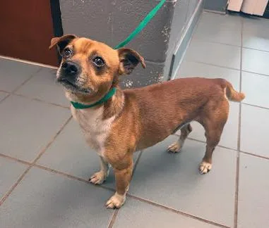 An adult small-sized male Brown / Chocolate Mixed Breed dog named Shrimp for adoption in Nashville, TN