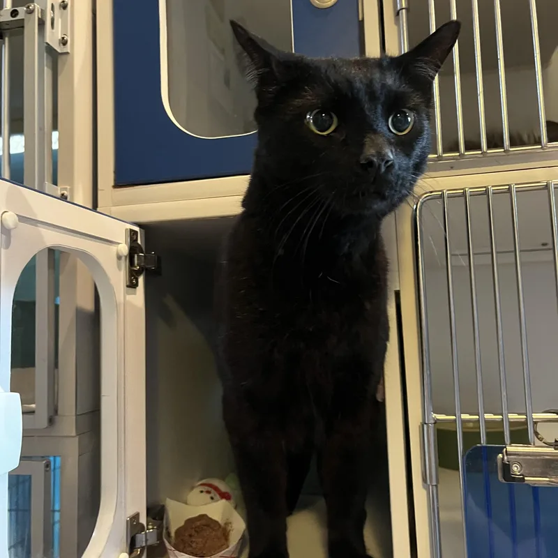 An adult medium-sized male Black Domestic Short Hair cat named Arnesto for adoption in Salisbury, MA