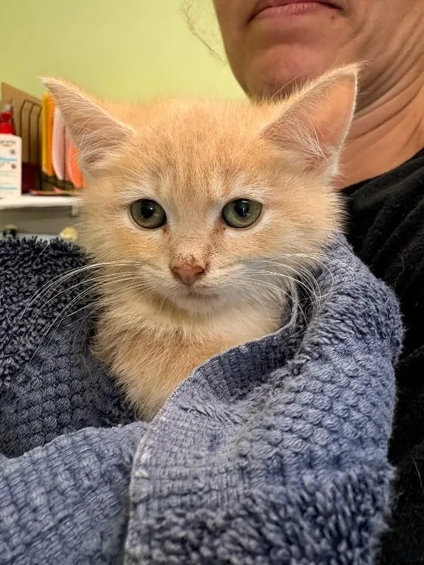 A young medium-sized male Cream / Ivory Domestic Short Hair cat named Worm for adoption in Warren, PA