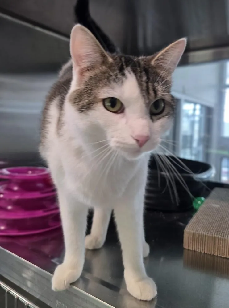An adult medium-sized male Domestic Short Hair cat named Scooter for adoption in Wellington, KS