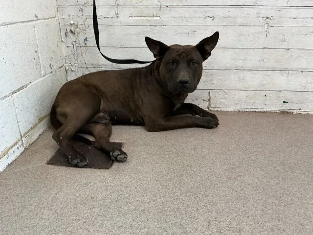 A young medium-sized male Pit Bull Terrier dog named Leonard for adoption in San Bernardino, CA