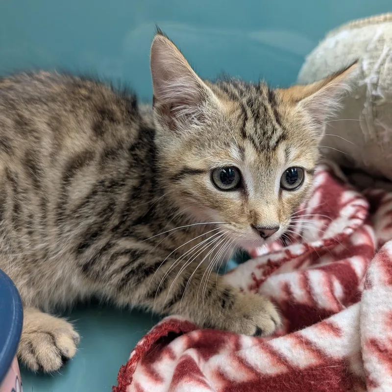 A baby medium-sized male Tabby (Brown / Chocolate) Domestic Short Hair cat named Twix for adoption in Suffolk, VA