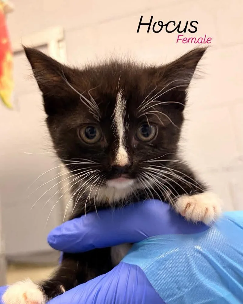 A baby medium-sized female Domestic Short Hair cat named Hocus for adoption in Rock Hill, NY