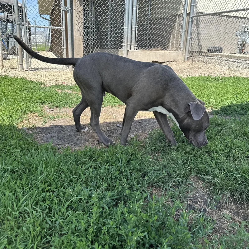 A young medium-sized male Gray / Blue / Silver Pit Bull Terrier dog named Jax for adoption in Clinton, IL
