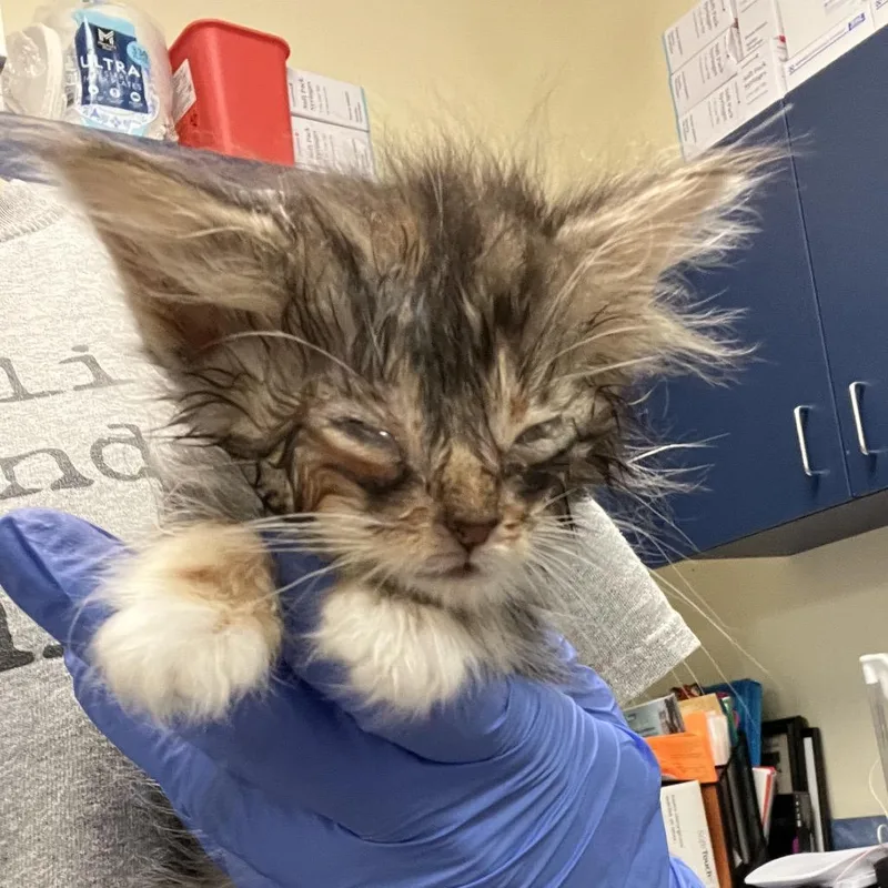 A baby small-sized female Black Domestic Medium Hair cat named Bellamy for adoption in Lynchburg, VA
