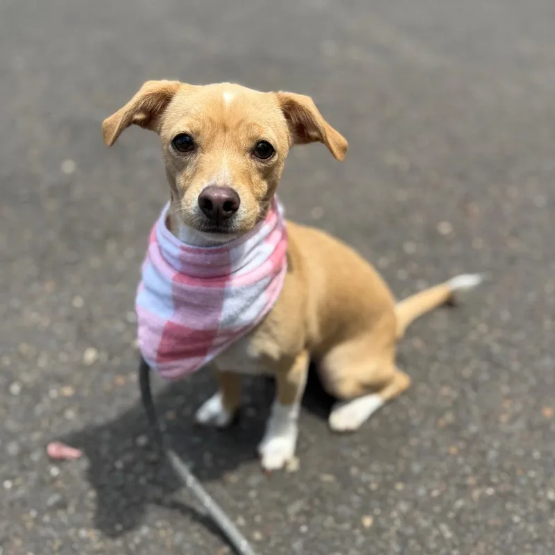 Bambi