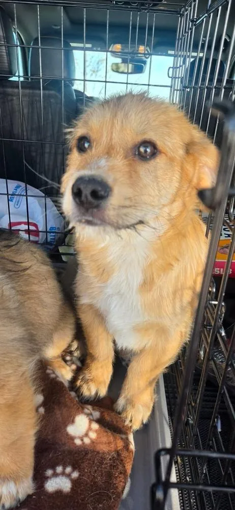 A baby medium-sized female Corgi dog named Zoey for adoption in Aurora, CO